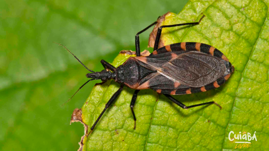 Casos de Doença de Chagas acendem alerta em Várzea Grande e reforçam importância da prevenção