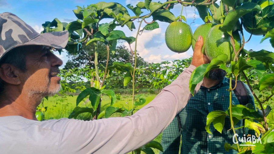 Agricultoras do Sadia III recebem insumos e assistência técnica para fortalecer produção em Várzea Grande